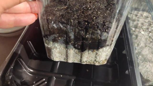 Посев семян хосты в октябре... смотреть онлайн