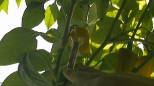 Выращивание сладкого перца на окне, сорт Лисичка, часть 2