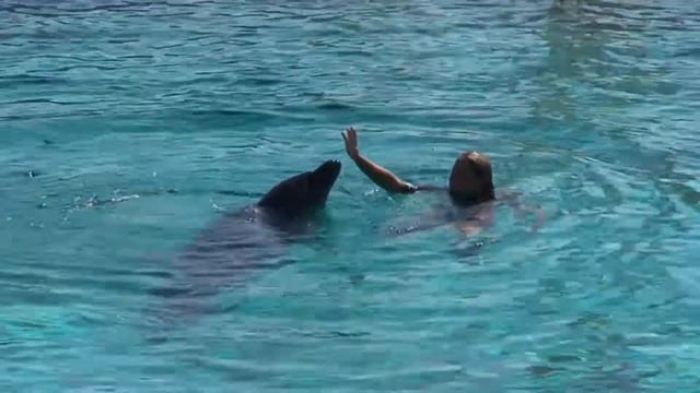 Dolphin Park "Sealanya" смотреть онлайн