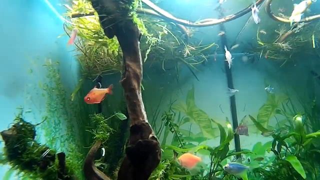 Аквариум травник под водой. смотреть онлайн