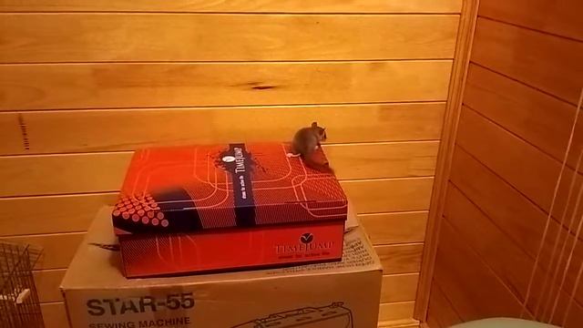 Соня-полчок 2 смотреть онлайн