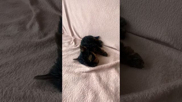 #yorkshireterrier #puppy йоркширский терьер щенок смотреть онлайн
