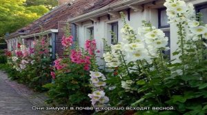 Выращивание мальвы в саду: секреты пышного цветения