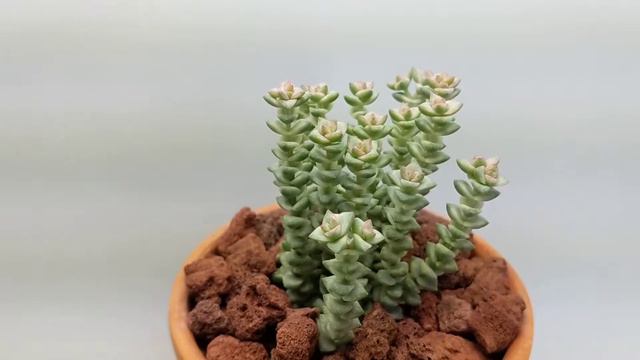Succulent Specimen 1: Crassula Nealeana