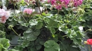 #408.Обзор цветения пеларгонии и сравнение двух сортов Ю-Менуэт &ЮВ-Купидон!