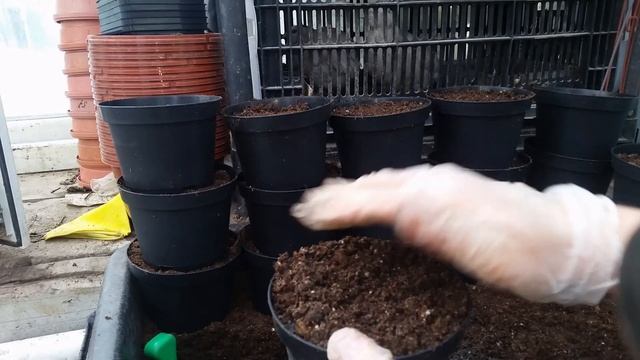 Пикировка петунии махровой Пируэт. Посадка каллы (зантедеския). смотреть онлайн