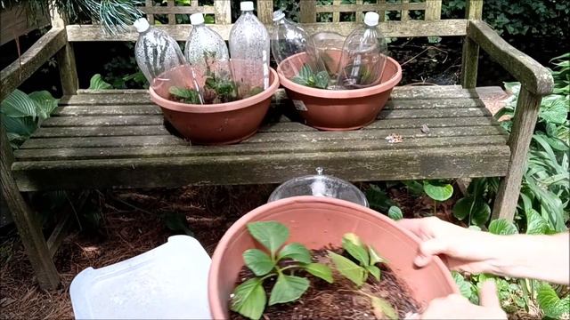 HOW TO ROOT HYDRANGEAS FROM CLIPPINGS PLUS IMPATIENS, NEW GUINEA IMPATIENS, & BEGONIAS! #freeplants смотреть онлайн