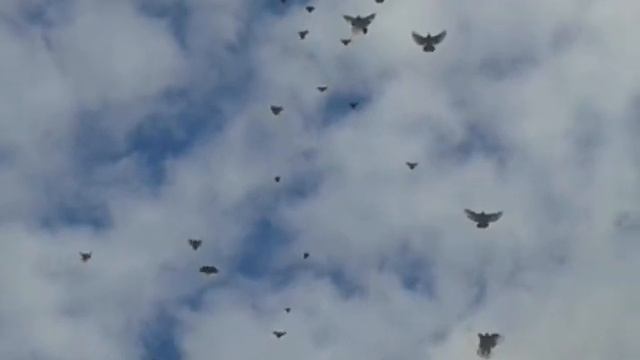 Николаевские голуби. Крым. Голуби Виктора Ермакова смотреть онлайн