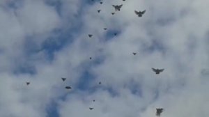 Николаевские голуби. Крым. Голуби Виктора Ермакова