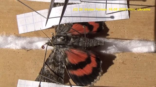 Как Расправить Ночную Бабочку Для Коллекции? Коллекция Насекомых. смотреть онлайн
