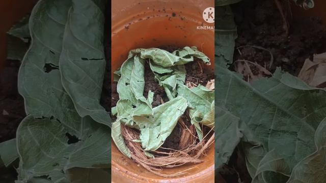 Proper way of Planting Tulsi. #plantation #tulsi #gardening #plants #gardeningtips #tipsandtricks смотреть онлайн