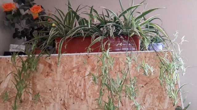 Мои хларофитумы зимой.