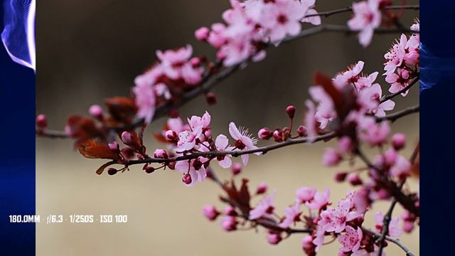 Canon EOS 250D/SL3 Photo Samples смотреть онлайн