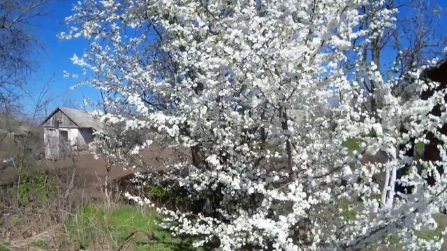 Как цветет алыча смотреть онлайн