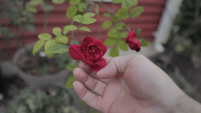 Look what's still blooming after the first freeze! смотреть онлайн