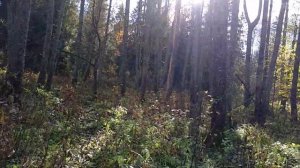 Как приманить кабана к месту вашей охоты?