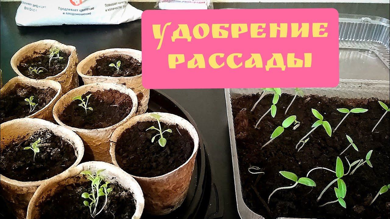Удобрение рассады / Всхожесть семян томатов / Покупки / 09.03.22 смотреть онлайн