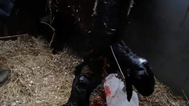 Сложные роды гиссарской первокотки смотреть онлайн