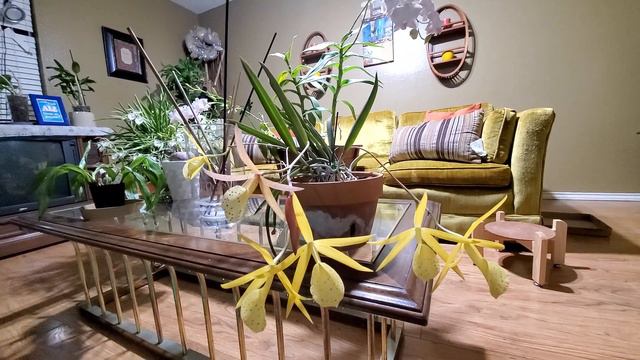 01.07.22 Yellow Bird Orchid Update смотреть онлайн