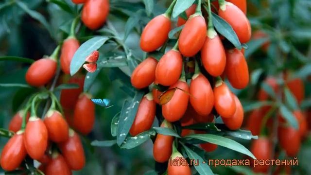 Годжи лечебная Биг Берри (lycium barbarum) ? Биг Берри обзор: как сажать, саженцы годжи Биг Берри смотреть онлайн