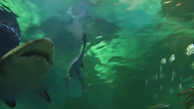 Swimming in China - Armand Amar смотреть онлайн