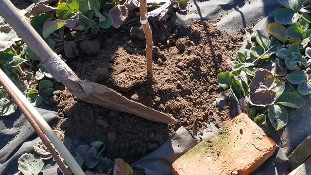 Посадка персика весенняя. Видео №1.Сад и огород с опытом. смотреть онлайн