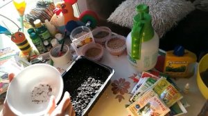 КОЛОКОЛЬЧИК. ПОСЕВ СЕМЯН КОЛОКОЛЬЧИКА НА РАССАДУ.