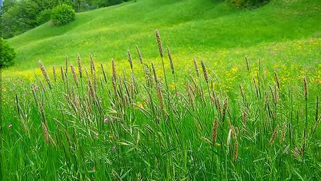 Verdi Prati смотреть онлайн