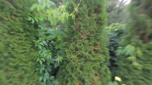 Закрыться от соседей просто! Супер лианы в саду у Ольги! смотреть онлайн