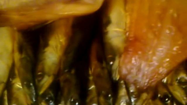 Видео-отзыв покупателя электростатической коптильни Cosmogen CSFE-750 смотреть онлайн