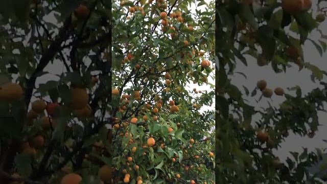 Собираем мандарины, апельсины ? смотреть онлайн