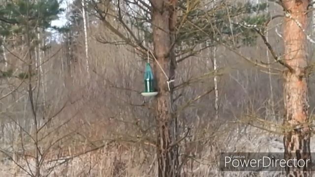 Предновогодняя ловля щеглов. Белобородый щегол. смотреть онлайн