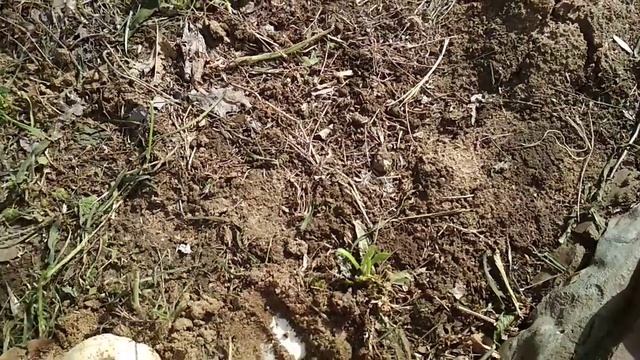 Собираем грибы прямо у отмостки дома! смотреть онлайн