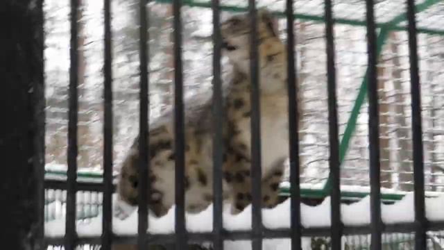 Снежные барсы обрадовались друг другу 23.12.2020 смотреть онлайн