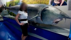 Cамая большая в мире пойманная  Белуга  3330 кг