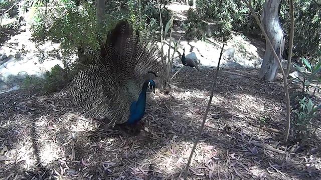 Отдых в Греции. Остров Кос + Бодрум смотреть онлайн