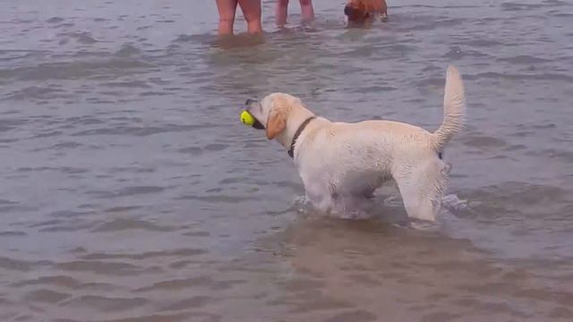 КАК ОНО - СОБАЧИЙ ПЛЯЖ USA CHICAGO DOG BEACH