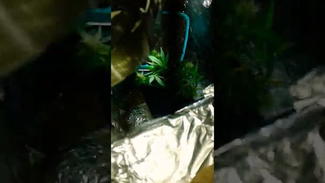 гров зимой смотреть онлайн
