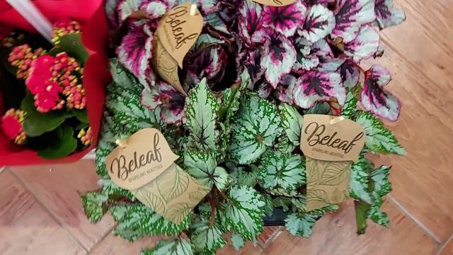 Plantas interior y exterior. Semana del 23 de mayo смотреть онлайн