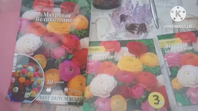 Рунюнкулюс или Лютик. Правила посадки. смотреть онлайн