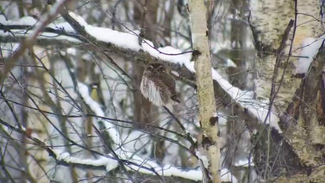 Воробьиный сычик смотреть онлайн
