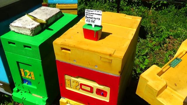 Пробиотик для наращивания силы пчелосемей смотреть онлайн