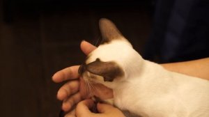 Ориентальная кошка. Стандарт породы и особенности содержания