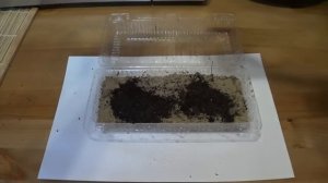 Выращивание Голубой ЕЛИ из семян своими руками!