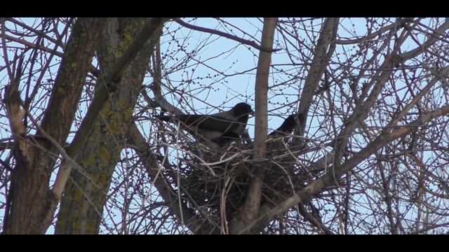 Жизнь продолжается. Серая ворона. Вороны строят гнездо.Запорожье 23.3.2022. смотреть онлайн