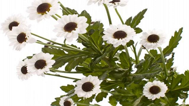 Хризантема сантини смотреть онлайн