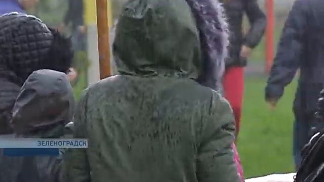 Саженец кедра смотреть онлайн