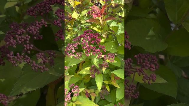 Double play doozie spirea / continuous blooming carefree shrub смотреть онлайн