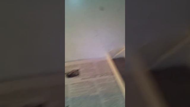 Брудер для перепелят своими руками смотреть онлайн