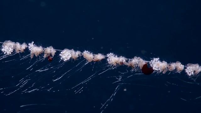 Up-Close With a Siphonophore, a Colonial Organism | Nautilus Live смотреть онлайн